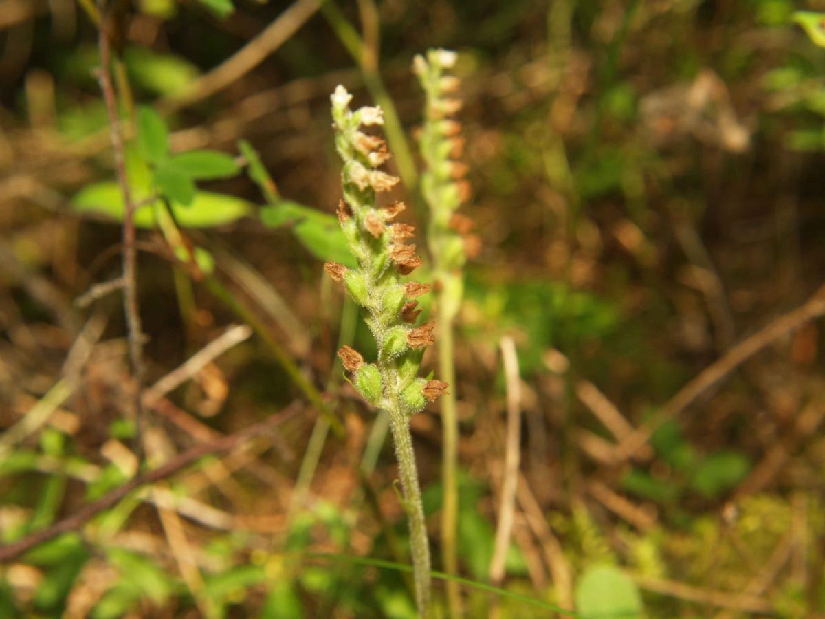 Lady's Tresses, Creeping fruit